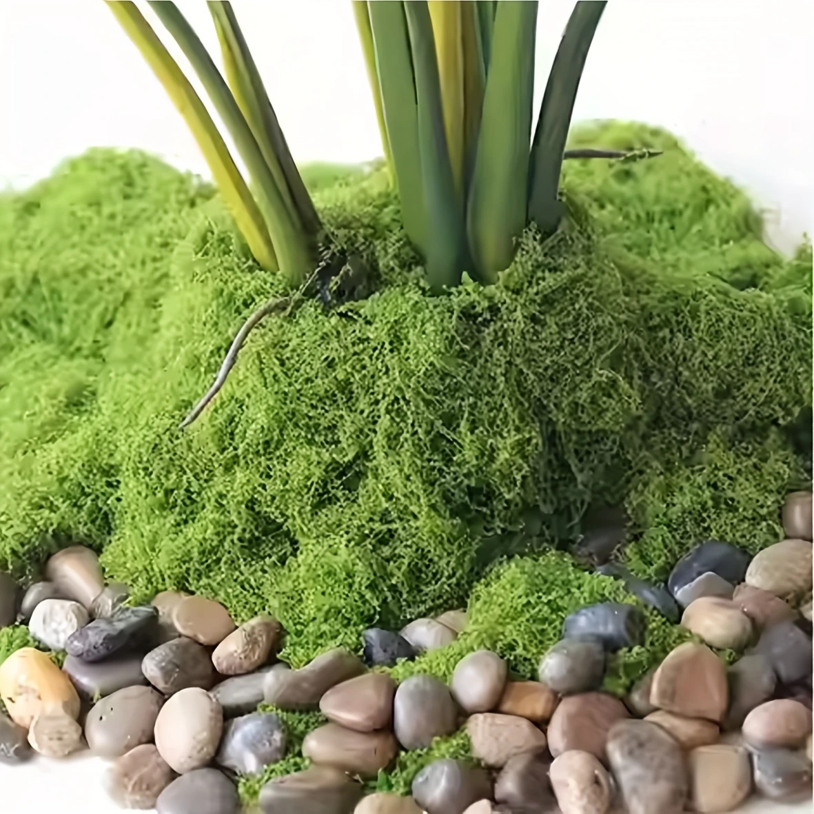 50g Fake Moss DIY Crafts Grass - Sphagnum Moss Dry avaliação e preço