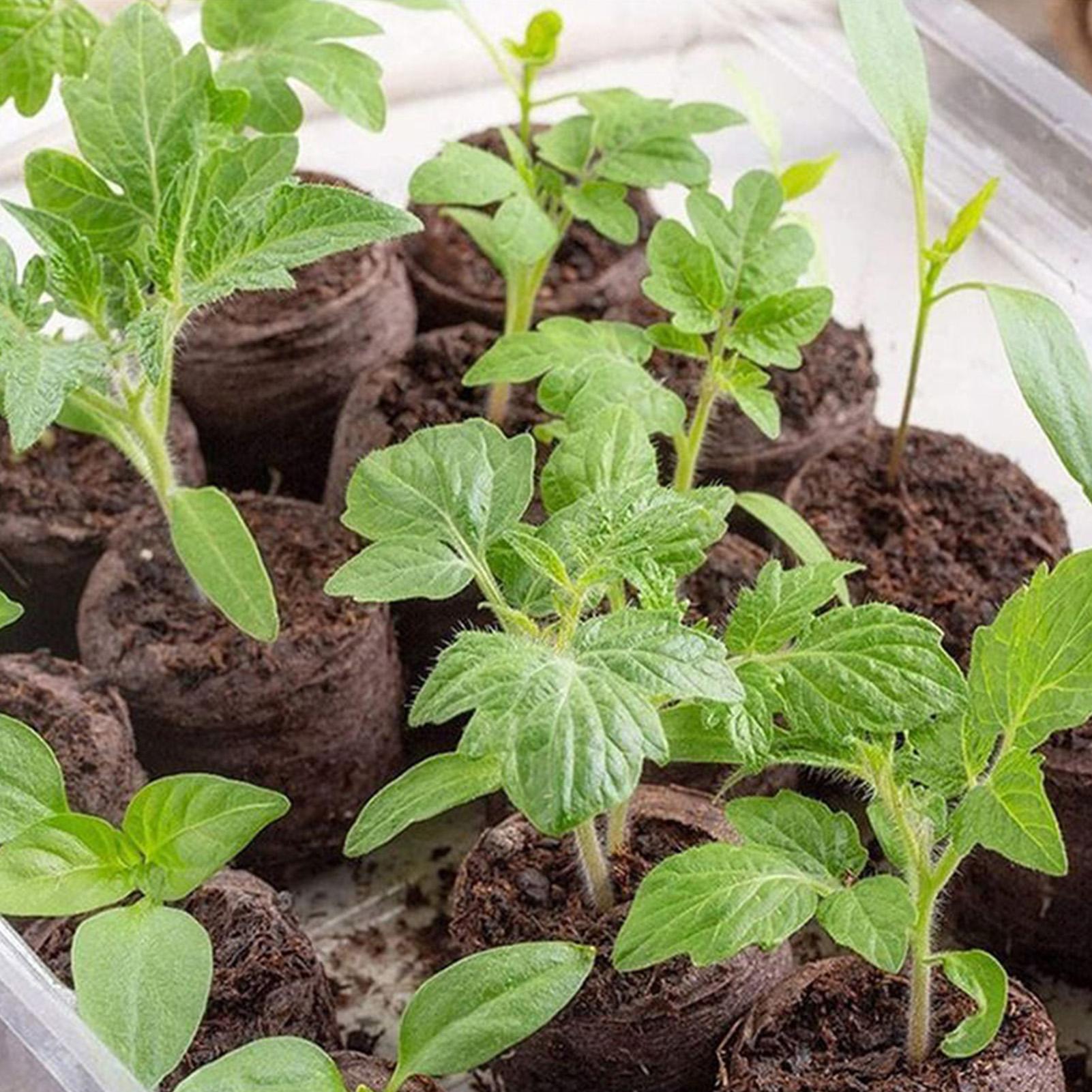 Peat Pellets 100 Piece Potting - Peat Pellet Tray avaliação e preço