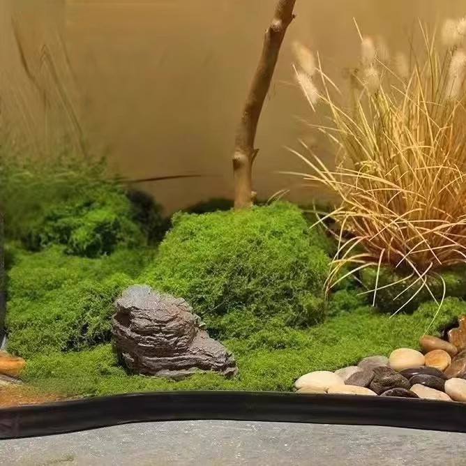200g Eternal Life Moss DIY Cra - Sphagnum Moss Dry avaliação e preço