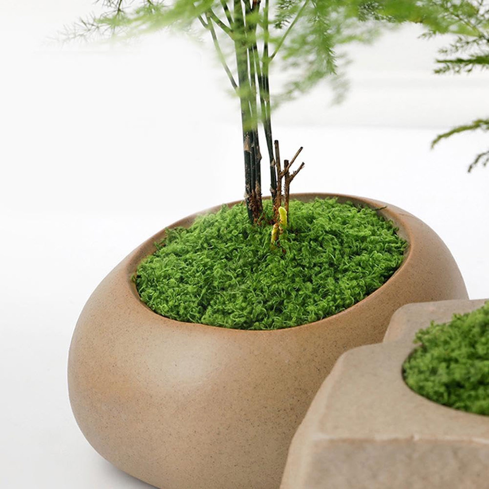 50/200g Artificial Moss For De - Sphagnum Moss Dry avaliação e preço