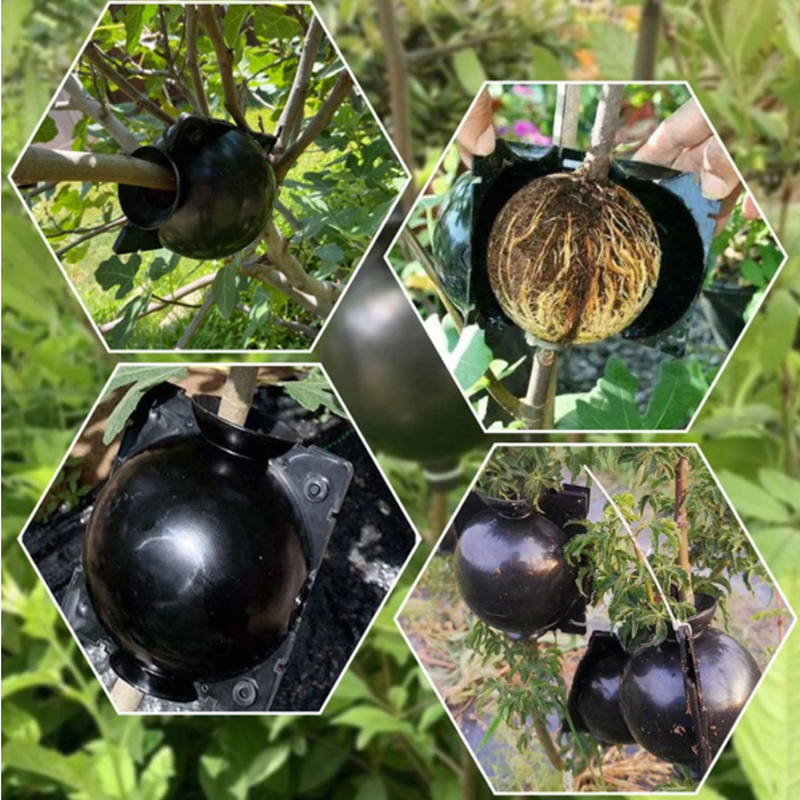 Garden Orchard Plants Grafting - Rooting Gel Clone avaliação e preço