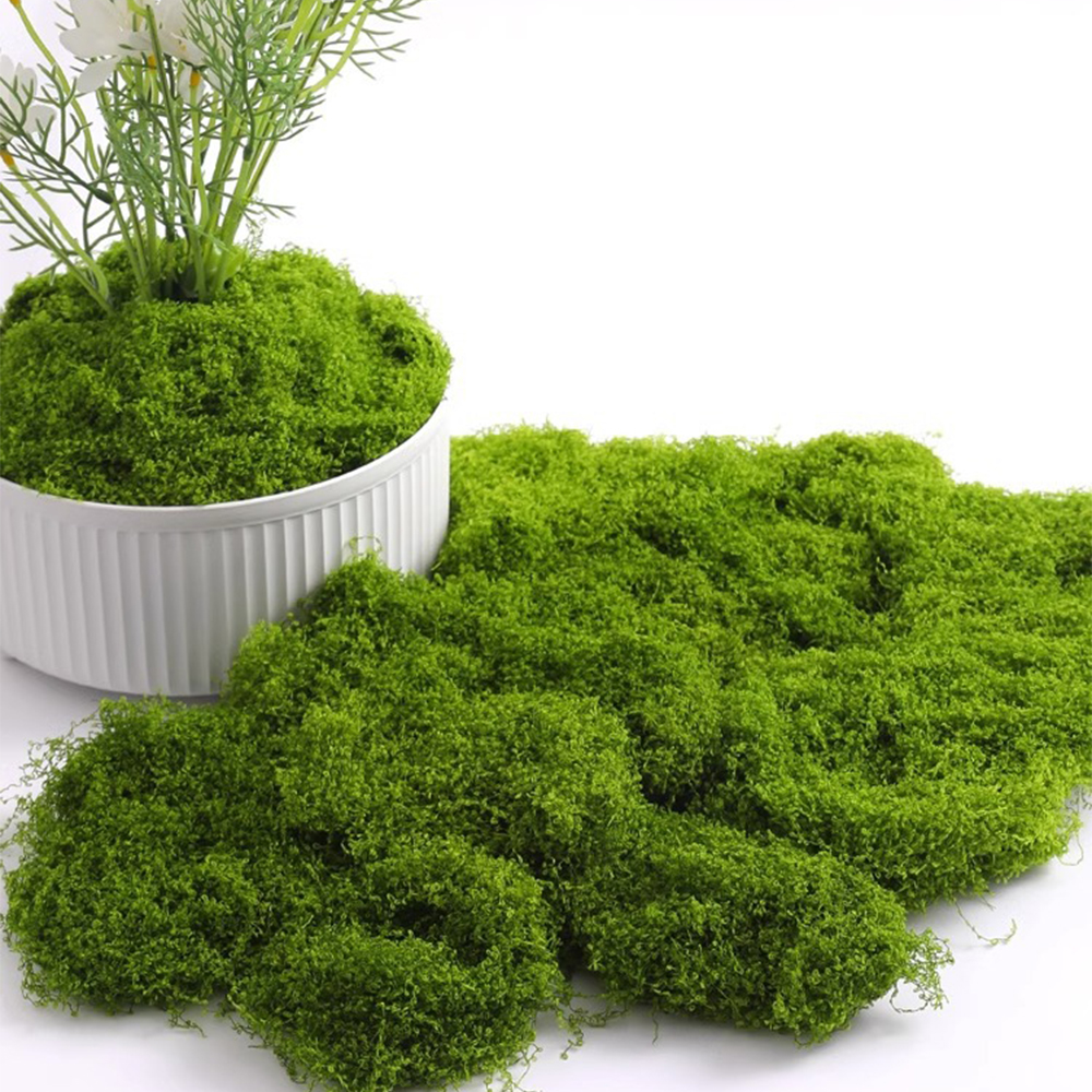 20/40/100g Eternal Life Moss D - Sphagnum Moss Dry avaliação e preço