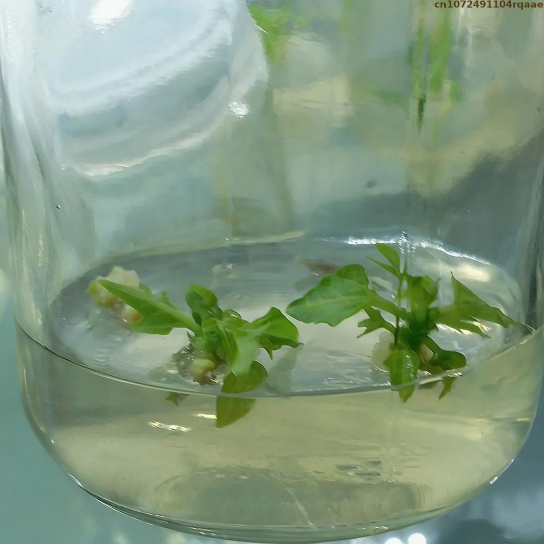 Premium Plant Tissue Culture A - Agar Tissue Culture avaliação e preço