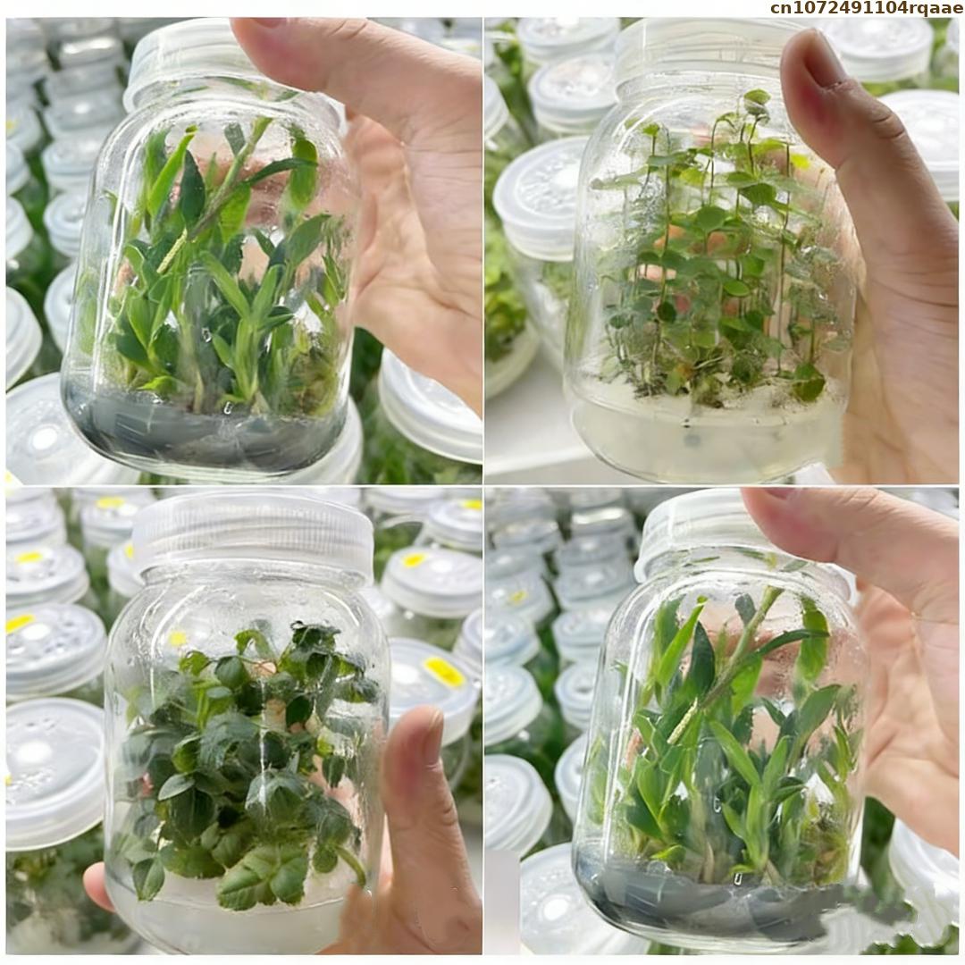 Premium Plant Tissue Culture A - Agar Tissue Culture avaliação e preço
