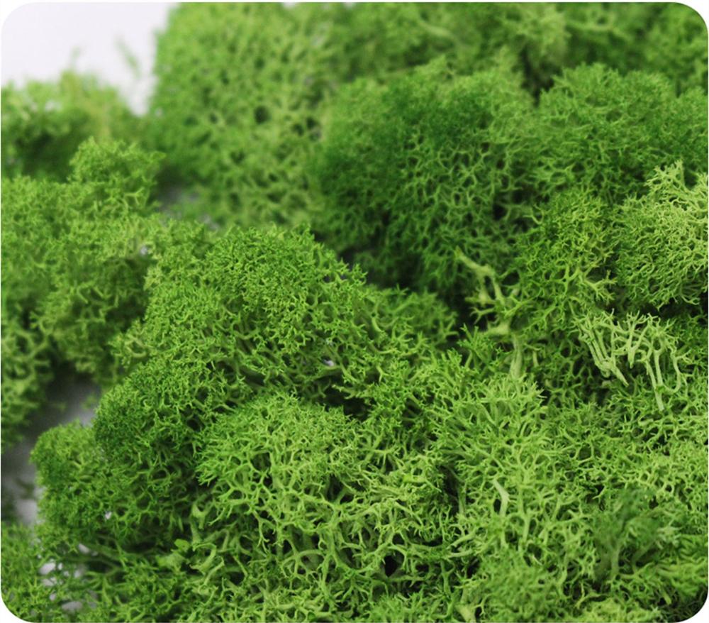 Artificial Plant Eternal Life  - Sphagnum Moss Dry avaliação e preço
