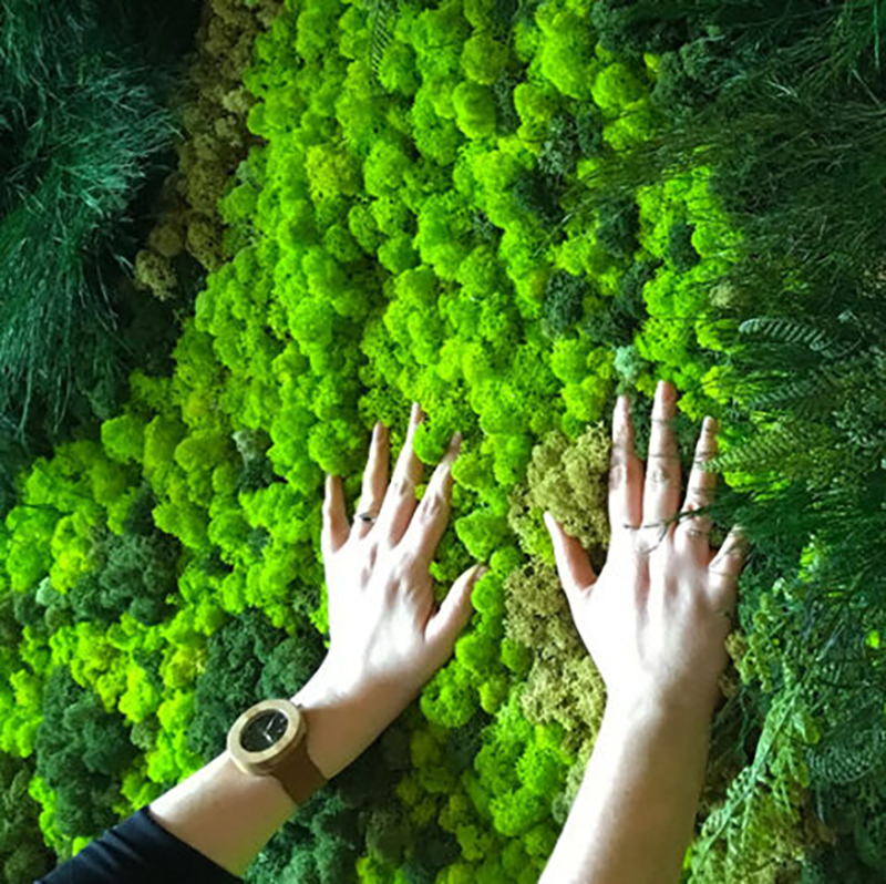 40/20g Artificial Moss Grass G - Sphagnum Moss Dry avaliação e preço